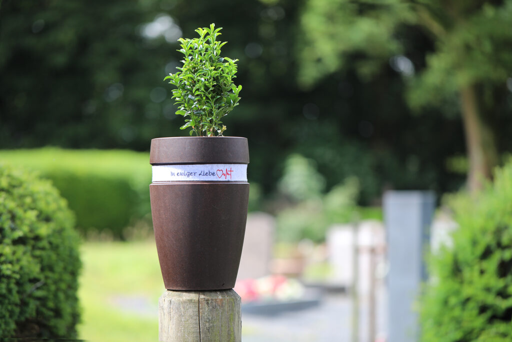 EVERTREE lässt aus der Asche und den Erinnerungen an unsere Lieben einen lebendigen Baum erwachsen